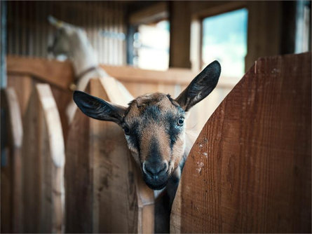 Life in an alpine hut - Munt Planfistí and Maria's passion for her work Corvara 2 suedtirol.info