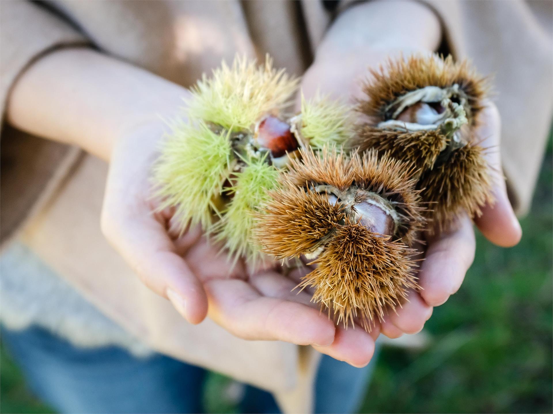 27th Chestnut weeks: Chestnut Hunt Feldthurns/Velturno 1 suedtirol.info