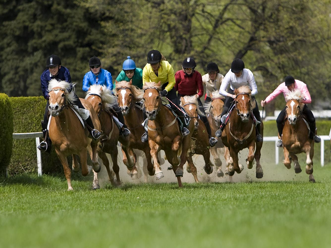 128. Traditionelles Haflinger Galopprennen mit Umzug Meran 1 suedtirol.info