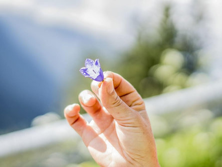 "Natur - Wunder" - Kräutererkundung Rasen-Antholz 1 suedtirol.info