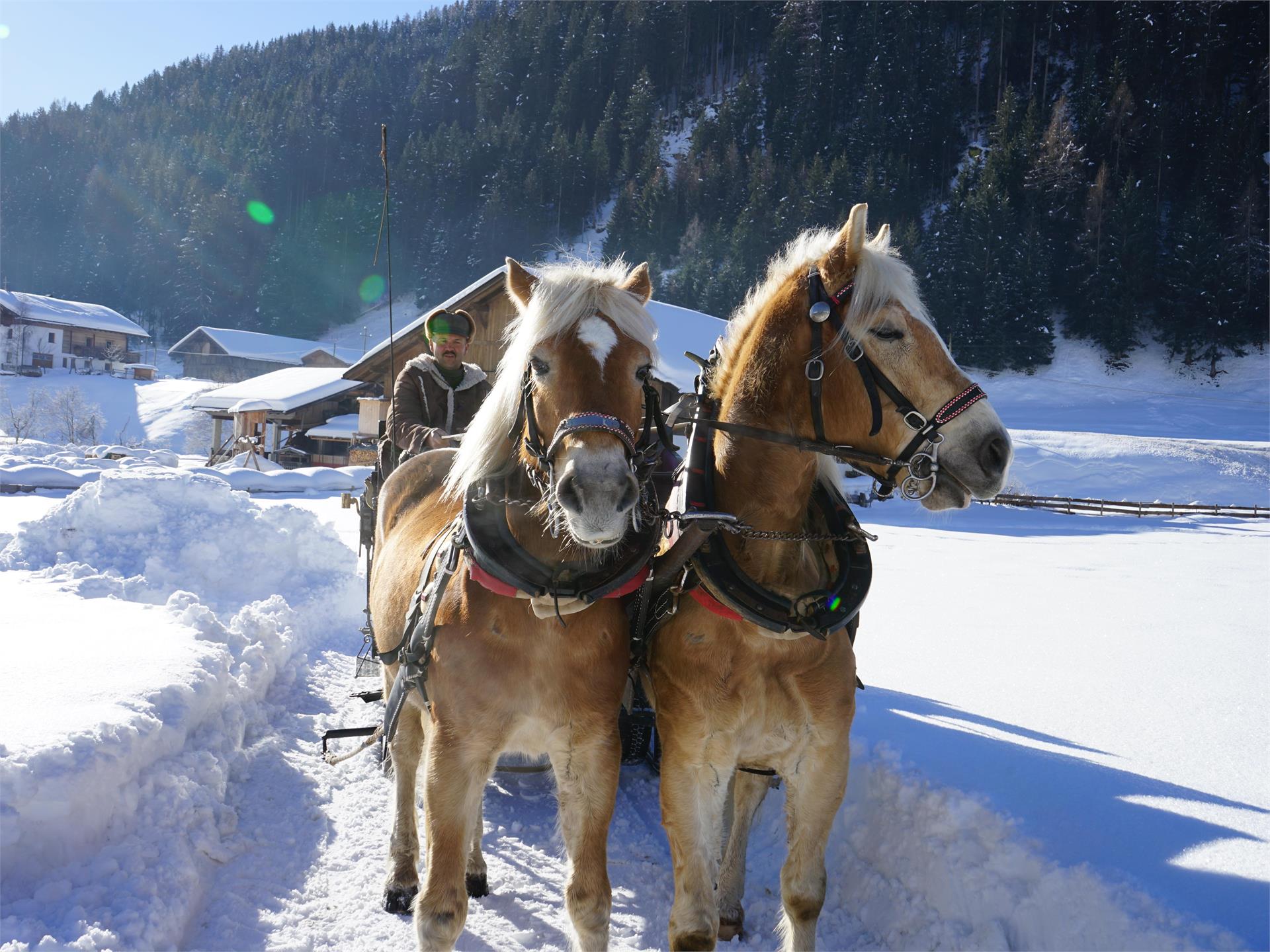 Gite in carrozza trainata da cavalli Racines 1 suedtirol.info