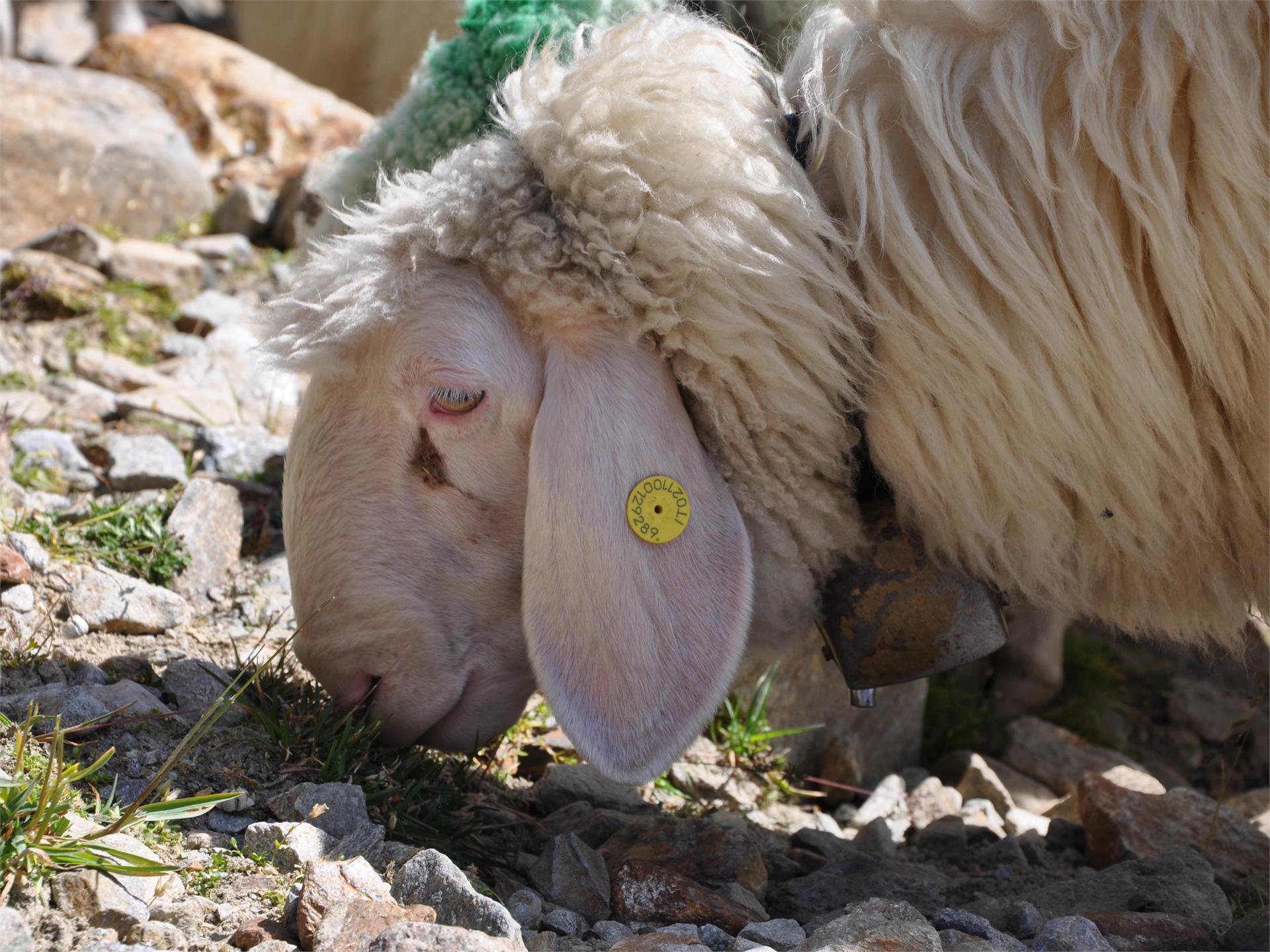 Sheep herding in Maso Corto Schnals/Senales 2 suedtirol.info