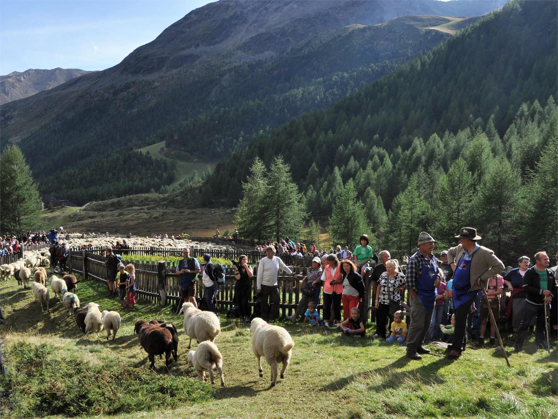 Sheep herding in Maso Corto Schnals/Senales 1 suedtirol.info