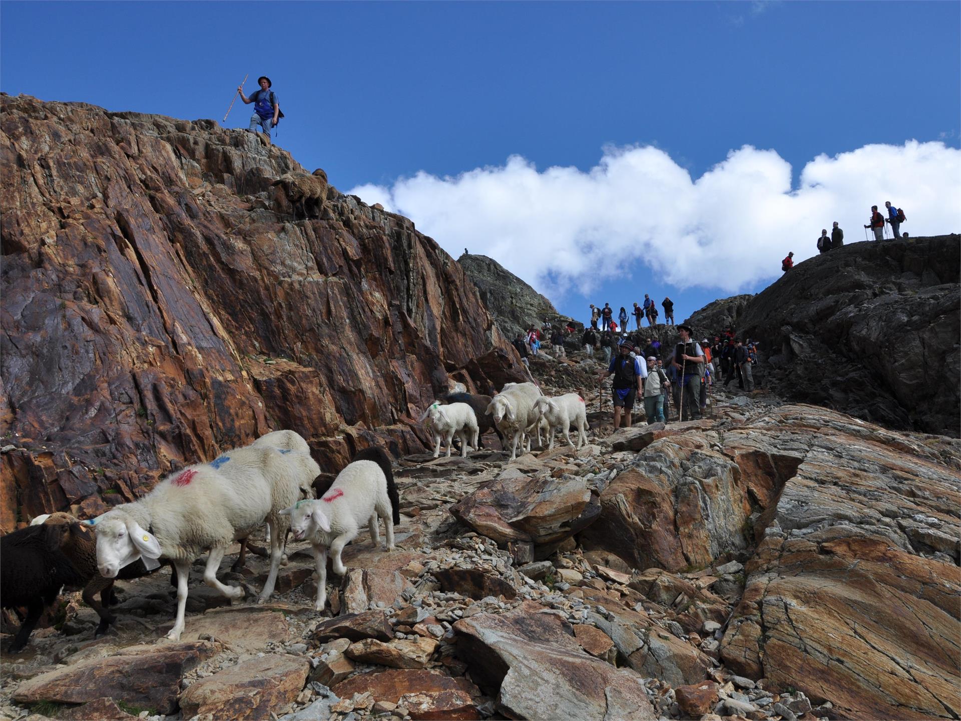 Sheep herding in Maso Corto Schnals/Senales 3 suedtirol.info