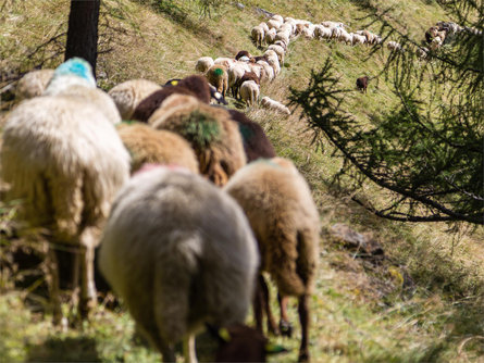 Rückkehr der Schafe im Zuge der Transhumanz in Vernagt Schnals 3 suedtirol.info