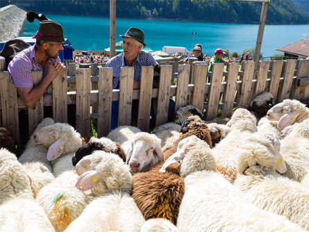 Rückkehr der Schafe im Zuge der Transhumanz in Vernagt Schnals 2 suedtirol.info