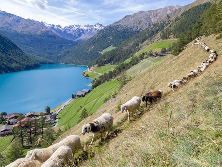 Rückkehr der Schafe im Zuge der Transhumanz in Vernagt Schnals 1 suedtirol.info