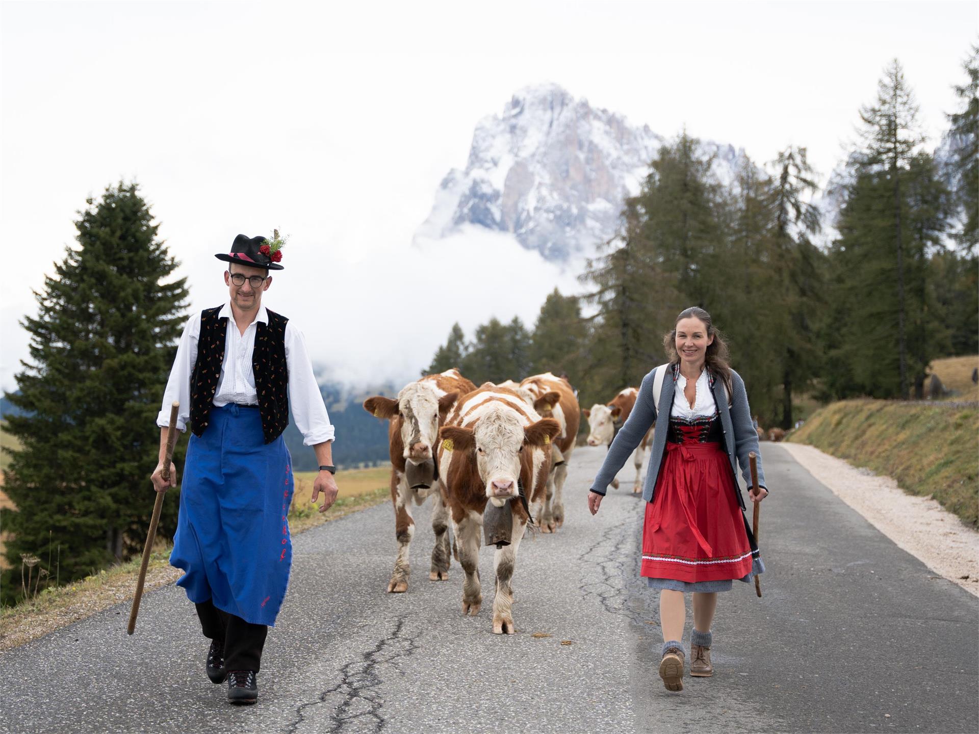 Traditional transhumance Seiser Alm Kastelruth/Castelrotto 3 suedtirol.info