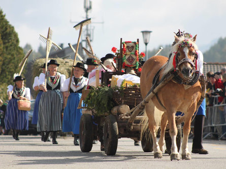 Traditional transhumance Seiser Alm Kastelruth/Castelrotto 2 suedtirol.info