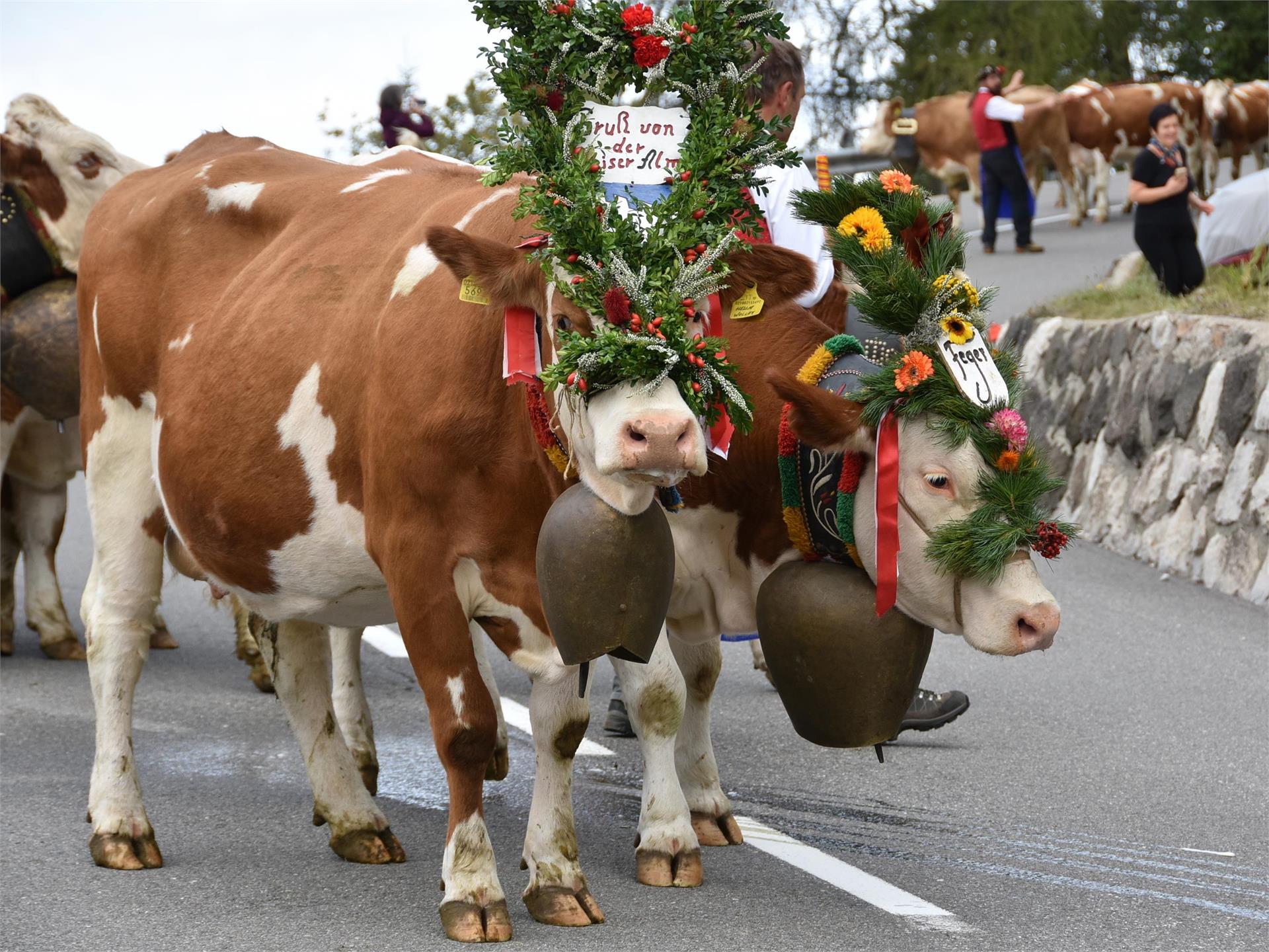 Traditional transhumance Seiser Alm Kastelruth/Castelrotto 1 suedtirol.info