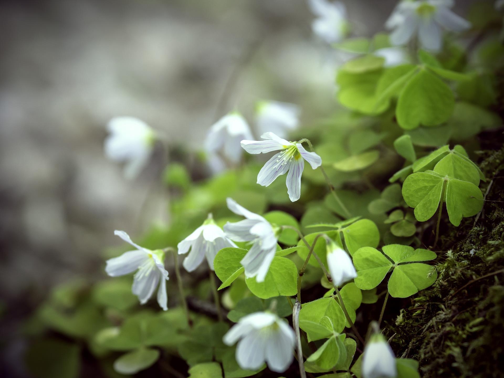 Die grüne Hausapotheke-Herbstliche Wildfrüchte und Gartenkräuter als Kraftquelle Ulten 1 suedtirol.info