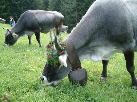 Rientro del bestiama alla malga bassa a Reinswald/San Martino Sarentino 2 suedtirol.info