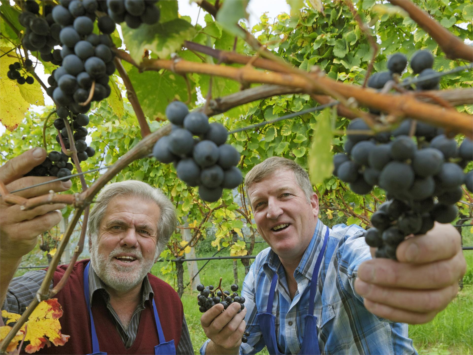 WEIN.Spuren: Zu Fuß auf den Spuren der Weinkultur in Dorf Tirol Tirol 1 suedtirol.info