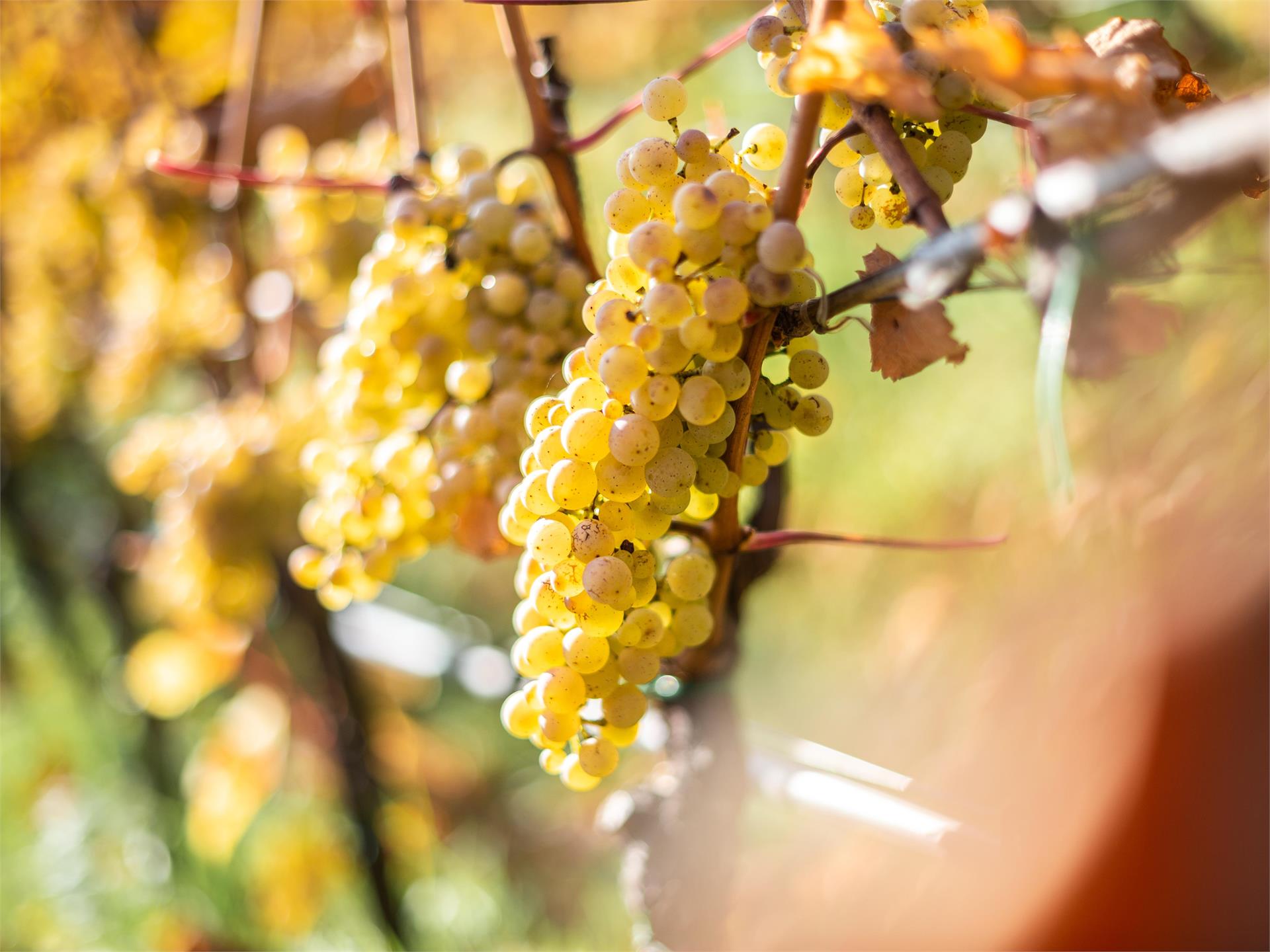 Wein & Genuss - der Gourmetherbst in Naturns: 12.10. - 16.11.2024 Naturns 3 suedtirol.info