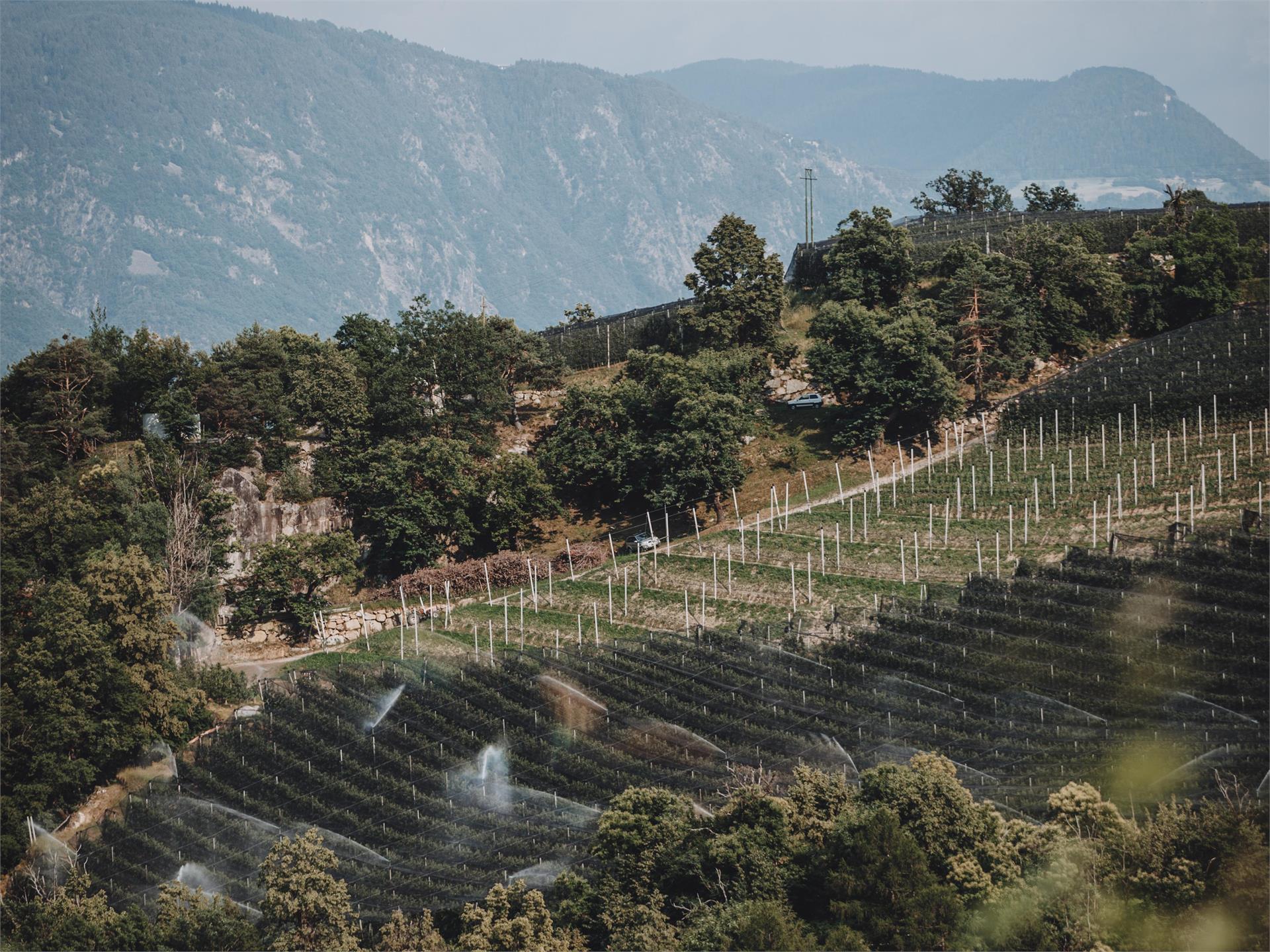 Weinberg- und Kellerführung, Weinverkostung beim Bio-Weingut Zollweghof Lana 3 suedtirol.info