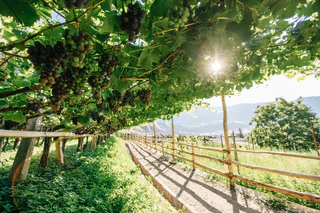Wein
