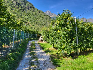 Apfelgärten-Runde - Partschins - #6 - suedtirol.info
