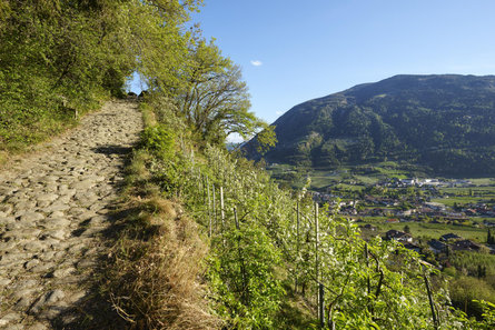 Burgweg trail from Algund/Lagundo to Schloss Tirol castle Algund/Lagundo 1 suedtirol.info