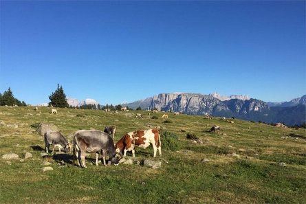 Sulle tracce dei pastori Renon 1 suedtirol.info