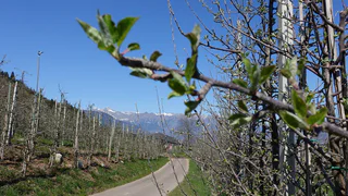 Oberer Wiesenweg
