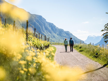 Percorso del Pinot Nero - Giro alternativo: Montagna - Gleno - Montagna Montagna 2 suedtirol.info