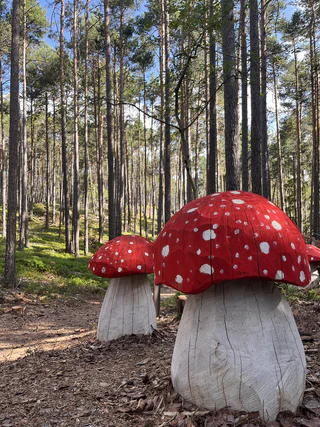 Der Pilzeweg im Laranzer Wald - Kastelruth - #6 - suedtirol.info