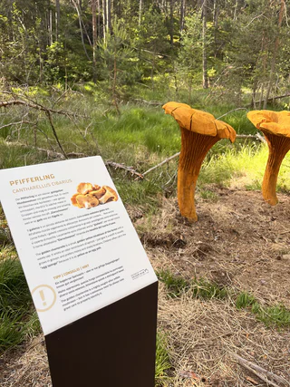 Der Pilzeweg im Laranzer Wald - Kastelruth - #7 - suedtirol.info