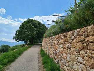 Durch Weinberge von Kurtatsch nach Tramin - Kurtatsch an der Weinstraße - #1 - suedtirol.info