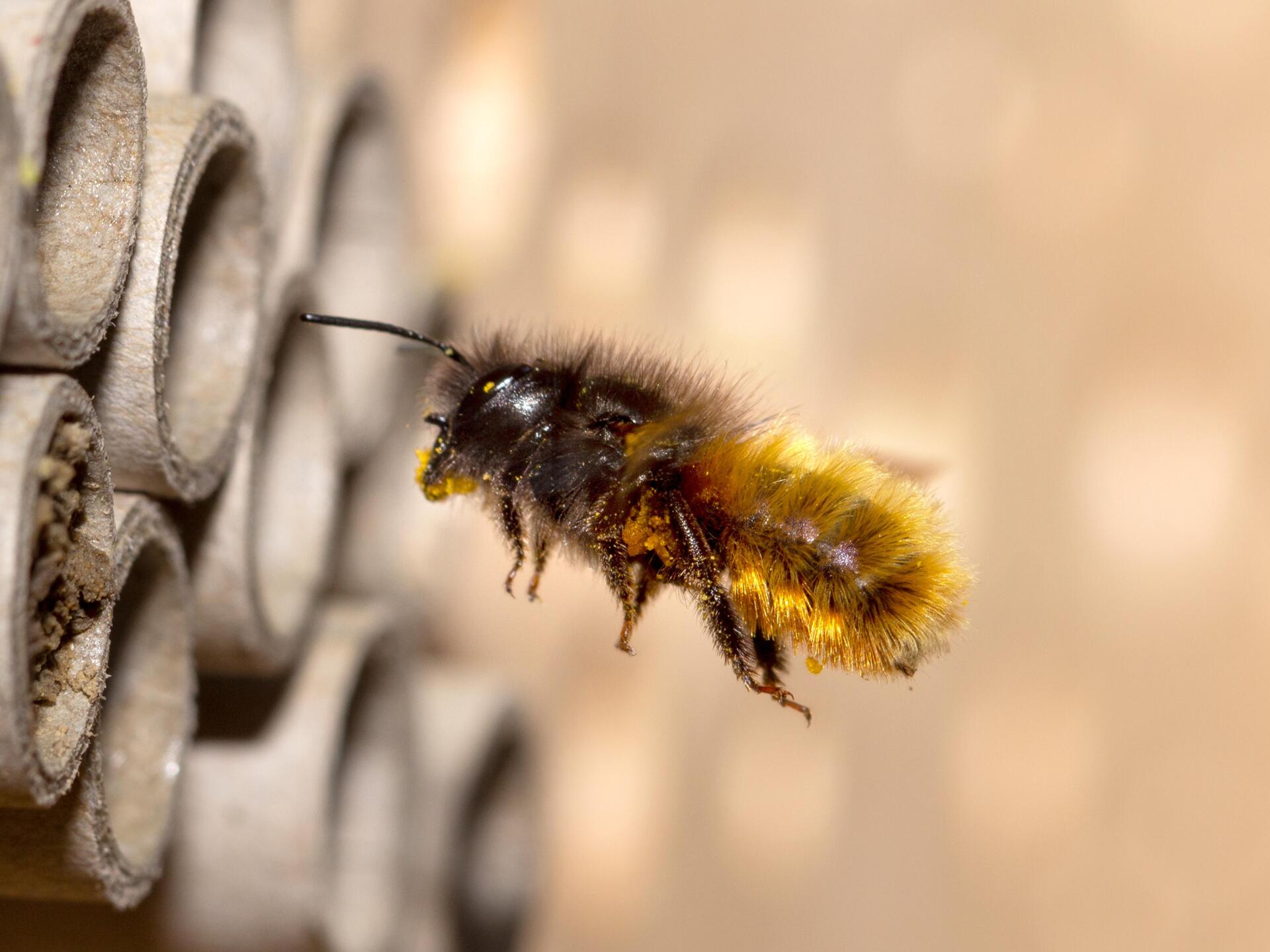 Erlebnisweg BienenWald Karneid 3 suedtirol.info