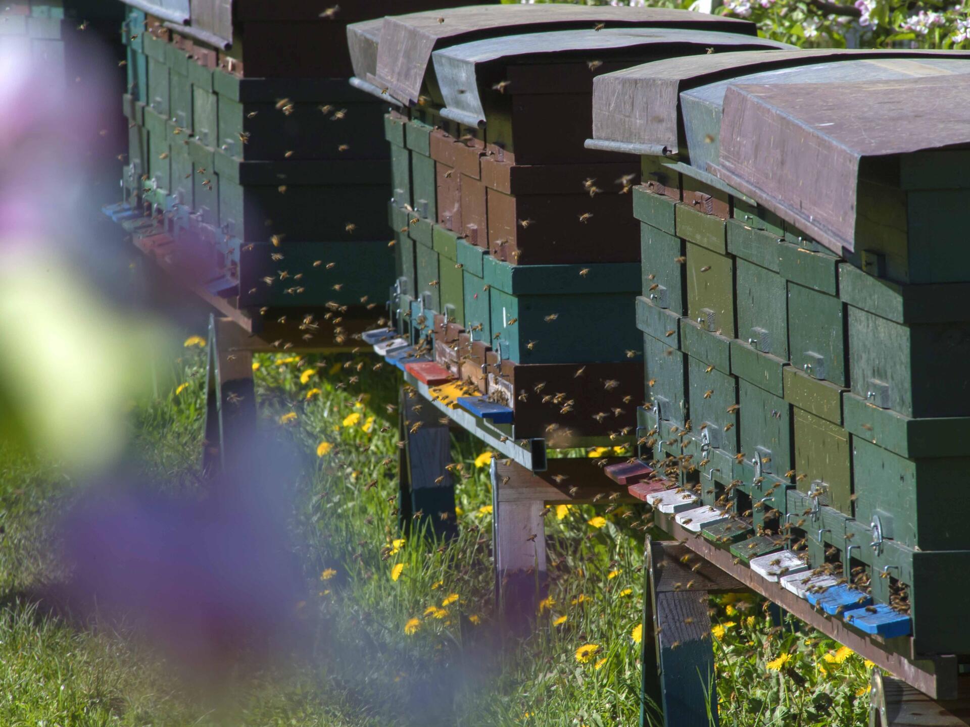 Erlebnisweg BienenWald Karneid 4 suedtirol.info