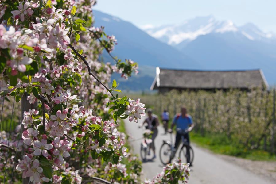 Etsch Bike Route from Meran/Merano to Bozen/Bolzano Meran/Merano 1 suedtirol.info