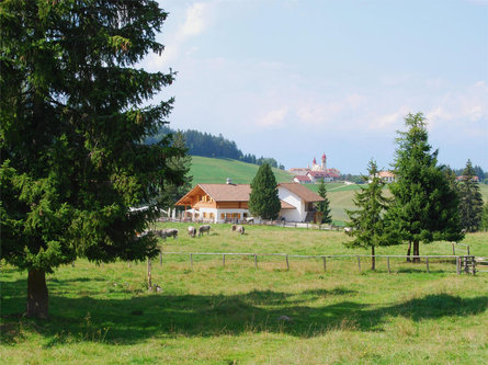 Escursione per famiglie da Pietralba alla Malga Monte San Pietro Nova Ponente 3 suedtirol.info