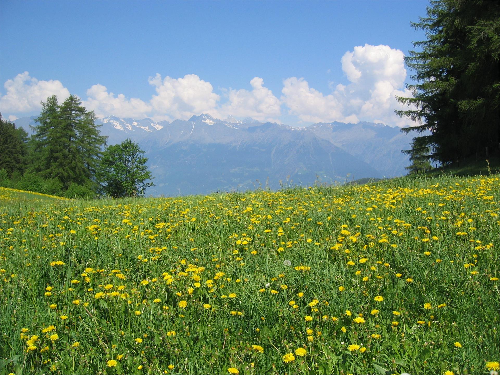 Falzeben (Avelengo) - San Giacomo (Lavenna) Avelengo 5 suedtirol.info