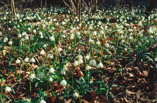 Blumenteppiche aus Maiglöckchen
