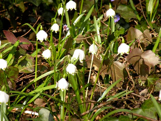 Alles blüht im Frühlingstal