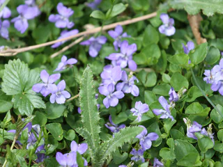 Blumen am Wegesrand