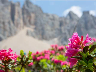 LATEMAR.PANORAMA: Familienwanderung auf dem Naturlehrpfad - Deutschnofen - #3 - suedtirol.info