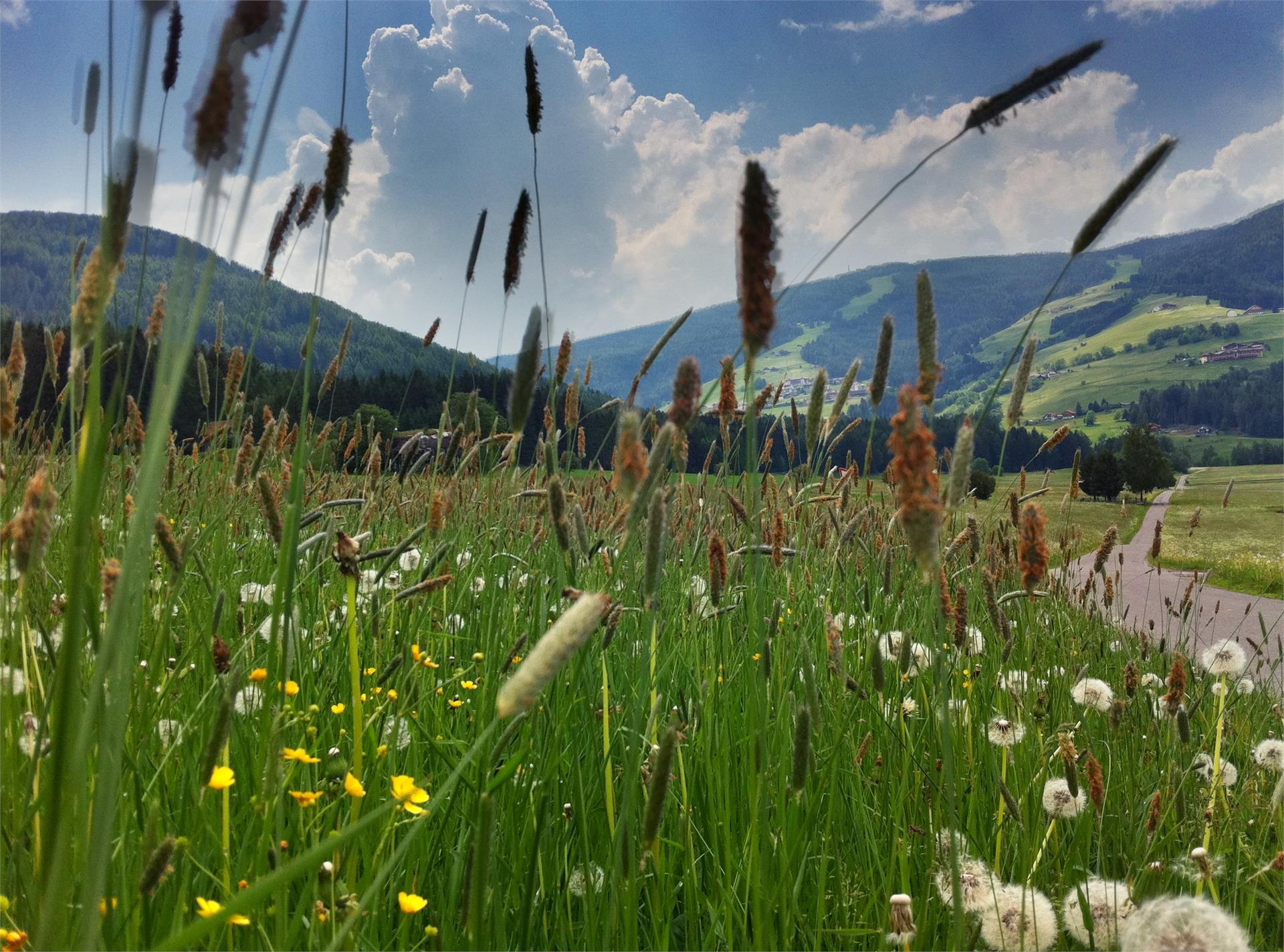 Family hike Panorama way Valdaora/Olang - Brunico/Bruneck Bruneck/Brunico 1 suedtirol.info