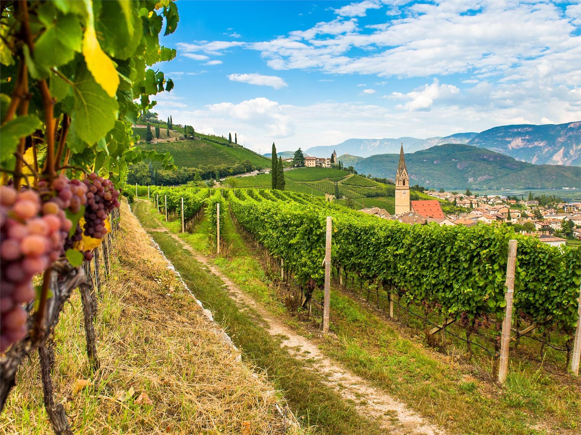 Gewürztraminer Weg Tramin an der Weinstraße 1 suedtirol.info