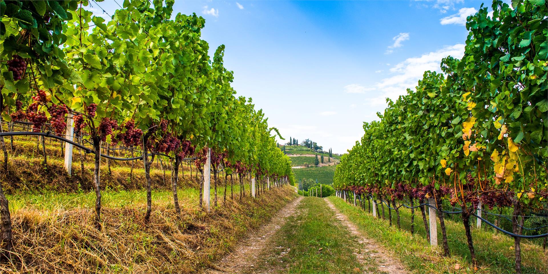 Gewürztraminer Weg Tramin an der Weinstraße 3 suedtirol.info