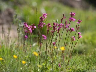 Höfewanderung am Fuchsberg - Naturns - #2 - suedtirol.info
