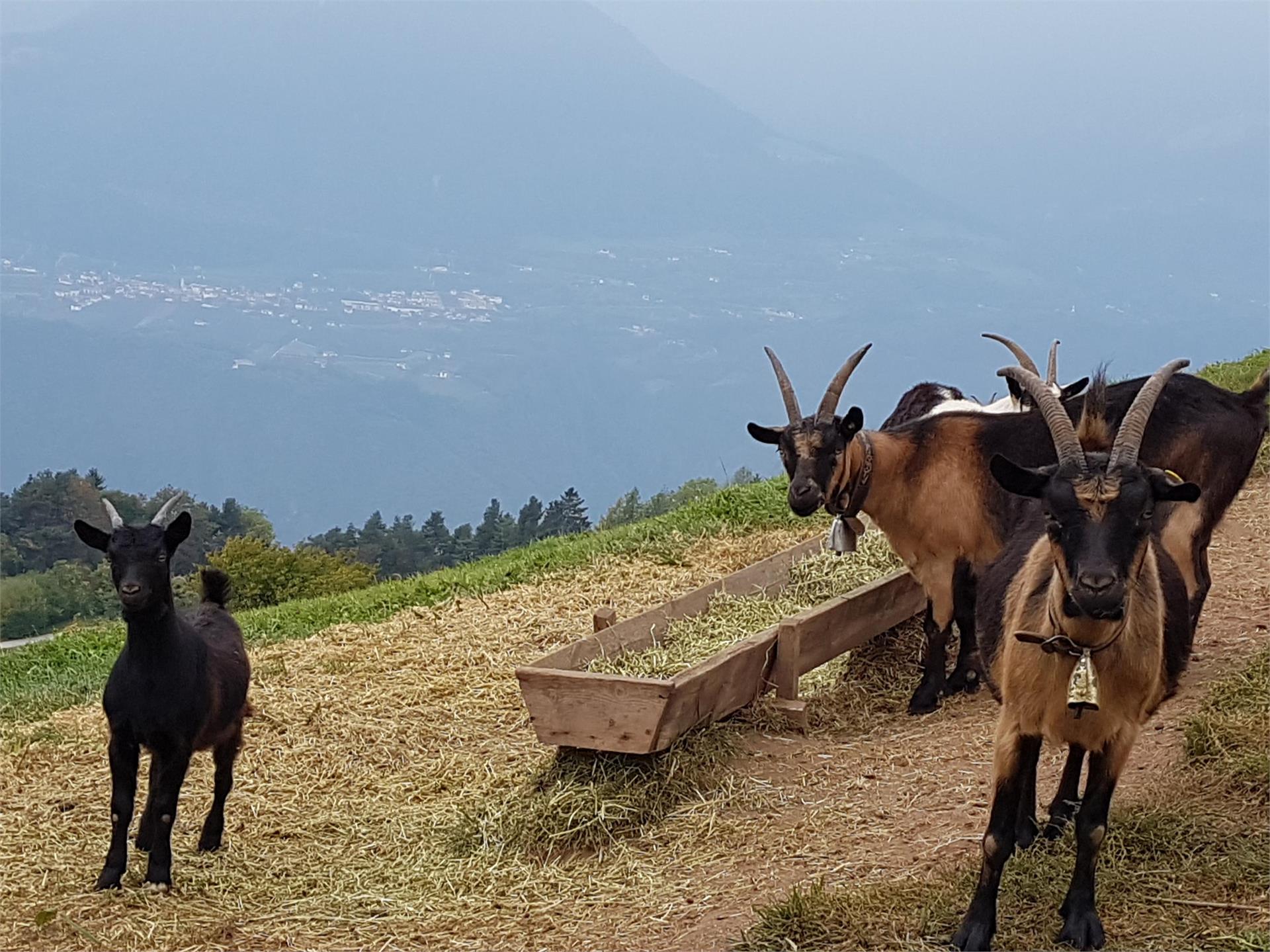 Avelengo - Parcheggio Falzeben Avelengo 5 suedtirol.info