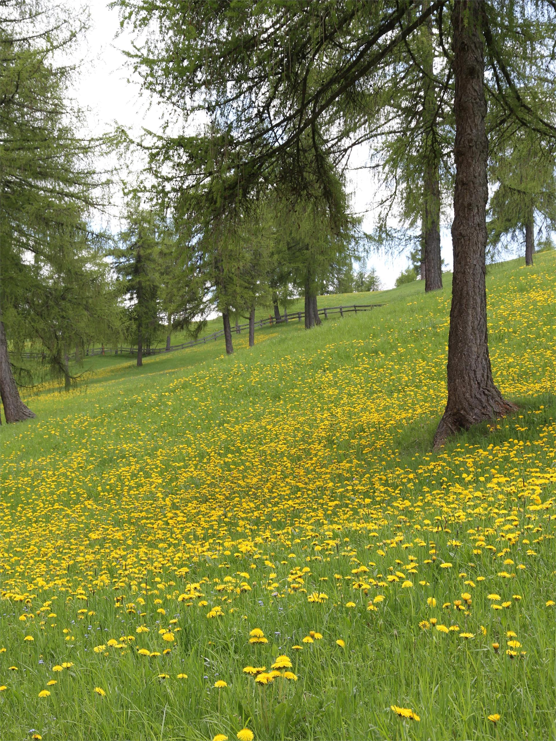 Avelengo - Parcheggio Falzeben Avelengo 2 suedtirol.info