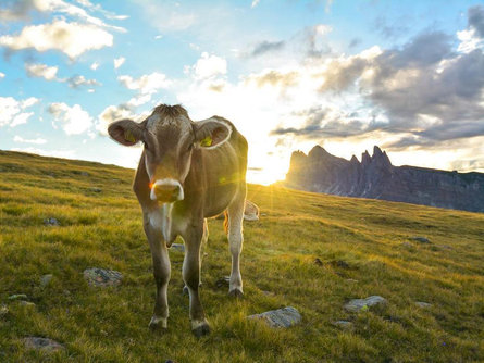 Jogging to Resciesa Urtijëi/Ortisei 3 suedtirol.info