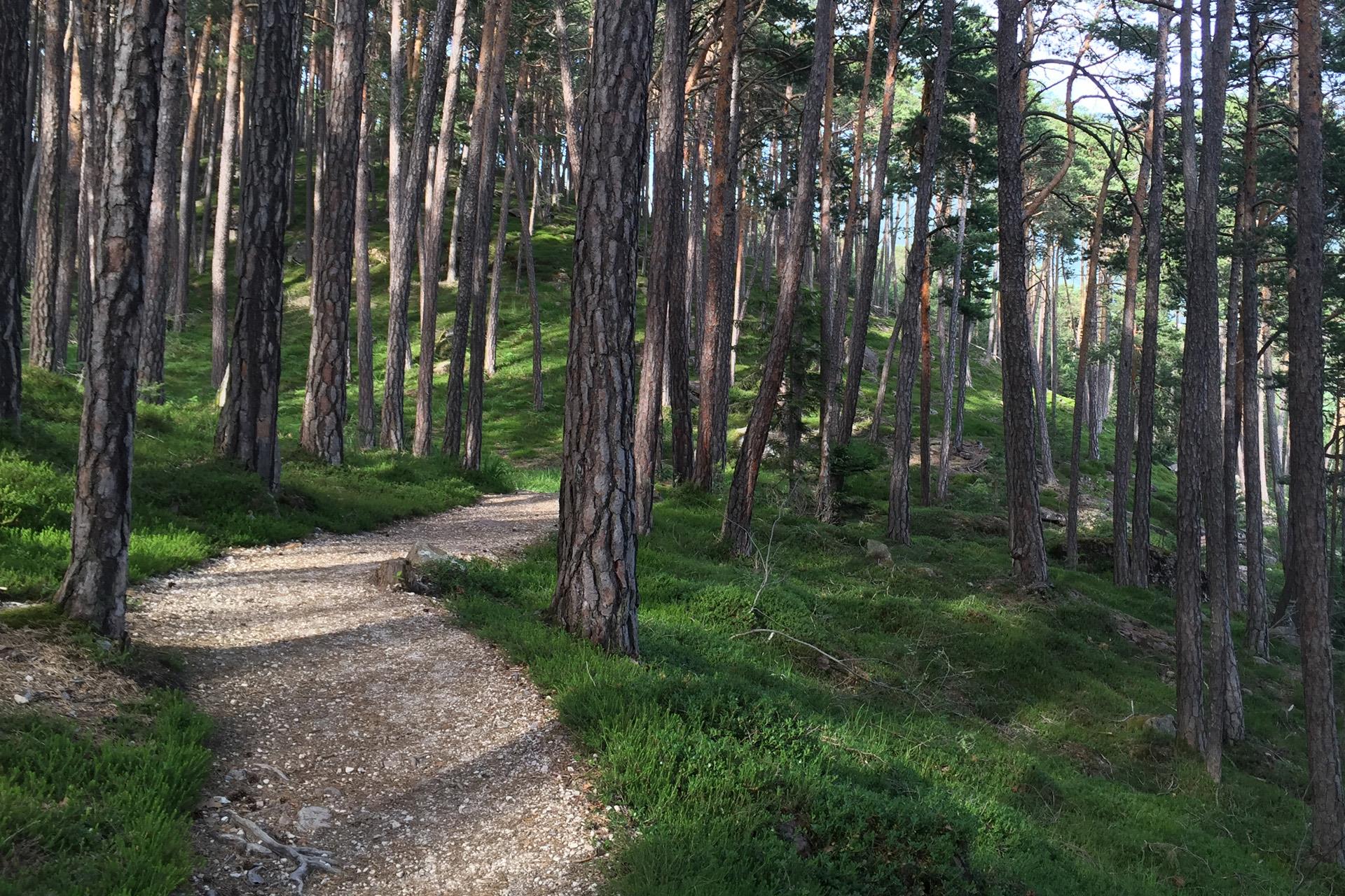 Da Siusi attraverso la Valle Ganar nella Foresta Laranz Castelrotto 1 suedtirol.info