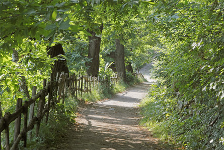 Running on the Brandis-Waalweg trail Lana 1 suedtirol.info