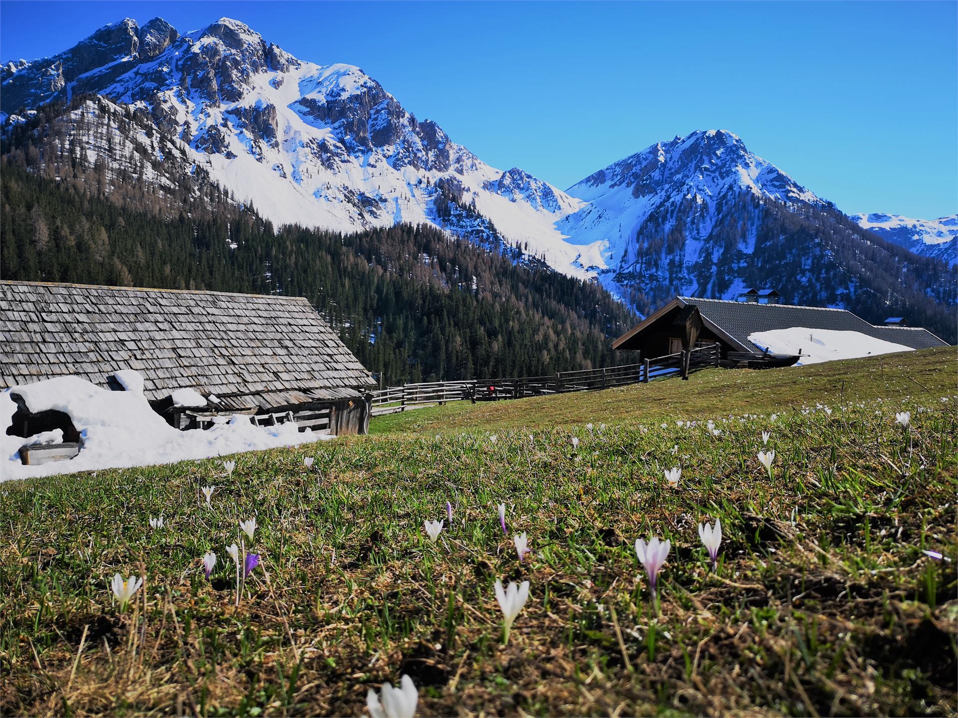 Lanzwiesen Alm-Climb Olang 3 suedtirol.info