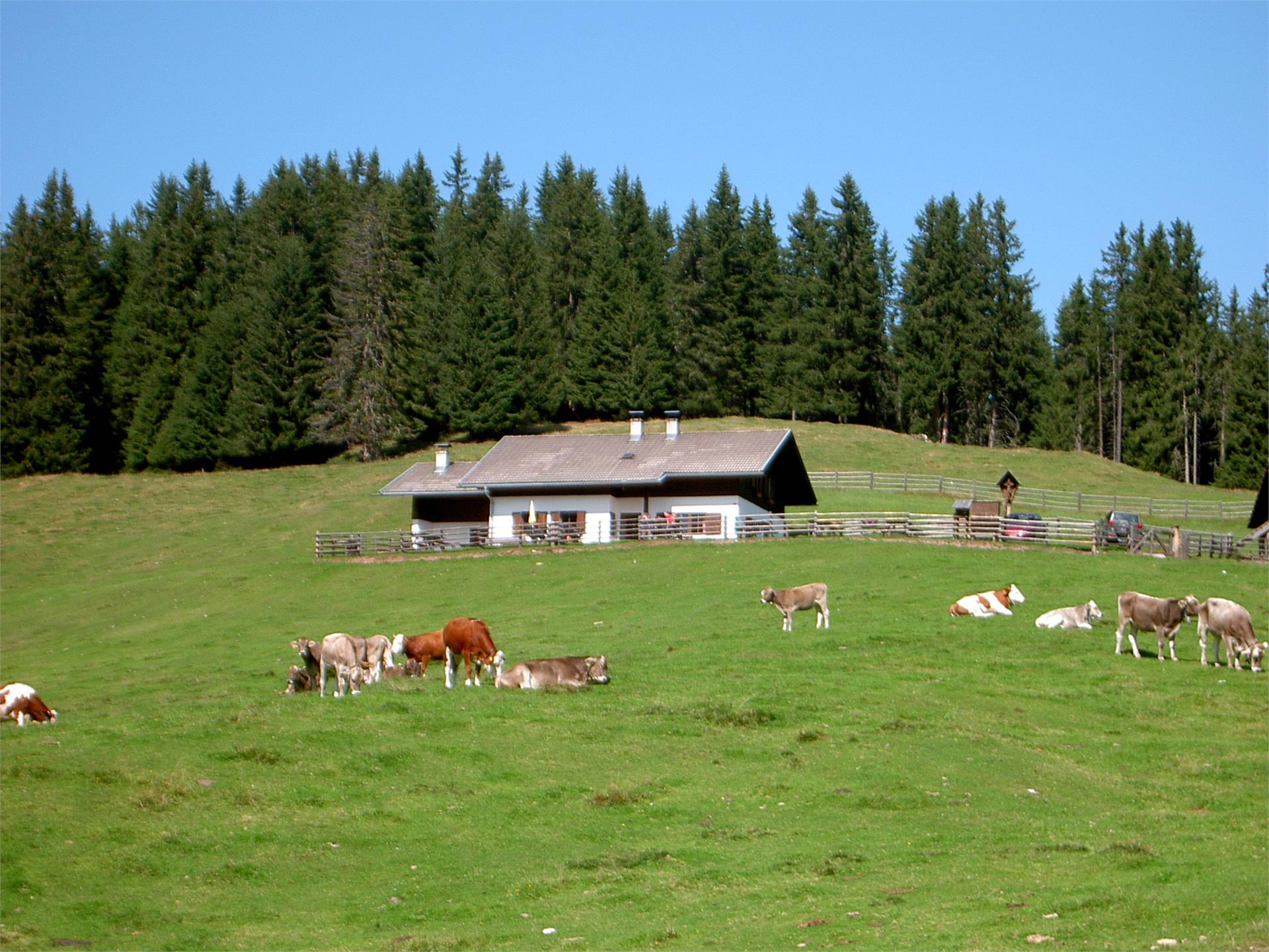 Lanzwiesen Alm-Climb Olang 2 suedtirol.info