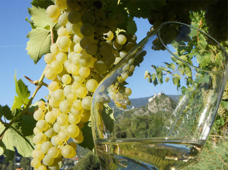 Leitacher Weinwanderweg wine route in Klausen Klausen/Chiusa 1 suedtirol.info