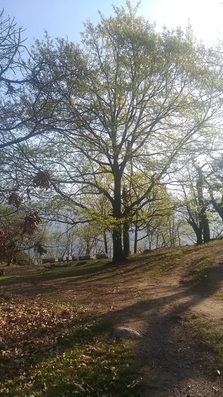 Bienen im Frühjahr am Schlosspichl